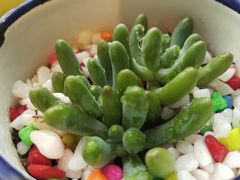 -探鱼·鲜青椒爽麻烤鱼(西南商都店)