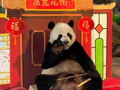 -广州长隆野生动物世界