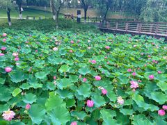 -沐仙湖湿地公园