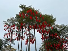 -深圳湾公园(南山区)