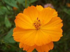 android_upload_pic-桤木河湿地公园