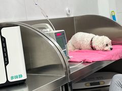 -派美特宠物医院·核磁CT·骨科肿瘤·疑难转诊(沈农禾丰店)