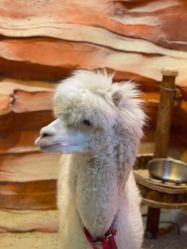 -酷嗒动物文化乐园(cutezoo西溪乐天城店)