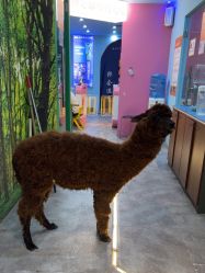 -神奇动物撸宠馆·羊驼·小浣熊·异宠(豫园店)
