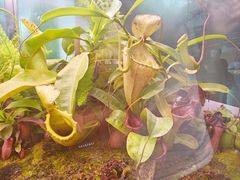 -中国科学院西双版纳热带植物园