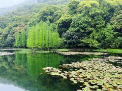 -广州市石门国家森林公园