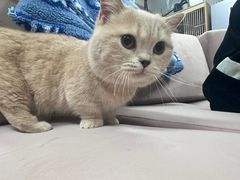 -喵百万·布偶·蓝金金渐层英短·猫舍(百子湾店)