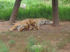 -西安秦岭野生动物园