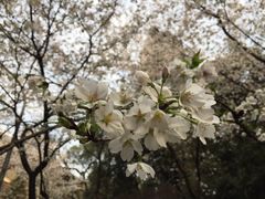 -武汉大学-樱园