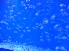 -哈尔滨波塞冬海底世界