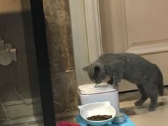-猫大福·Fortune Cat猫舍(百子湾店)