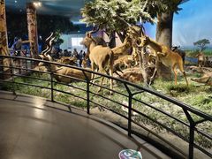 -国家自然博物馆