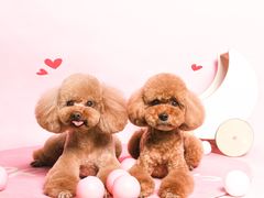 -读宠于你·约克夏比熊·睫角守宫·爬宠售卖(高新店)