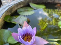 -深圳市中科院仙湖植物园