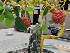 鲜虾荔枝丸子-嘉缤苑