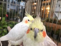 -more than meow吴止猫主题餐厅(承德 中船汇店)