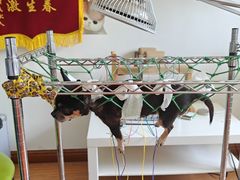 -北京观赏动物医院·24小时大型综合·猫专科·异宠专科