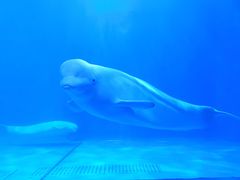 -多彩贵州城极地海洋世界