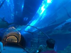 -迪拜水族馆及水下动物园