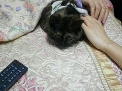 -美联众合宠物医院·爱萌分院·内外科·猫科中心