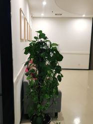 -美丽妈妈产后恢复中心(南桥旗舰店)
