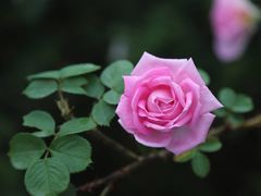 -国家植物园