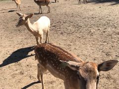 -北京麋鹿生态实验中心