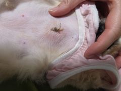 -达爱动物医院·犬猫分区·CT·复杂眼科(远洋山水分院)