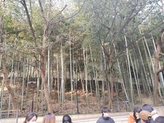 -东明山森林公园