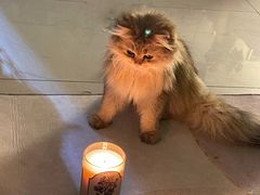 -瑞鹏宠物医院·骨科·猫科·内科(第一中心)