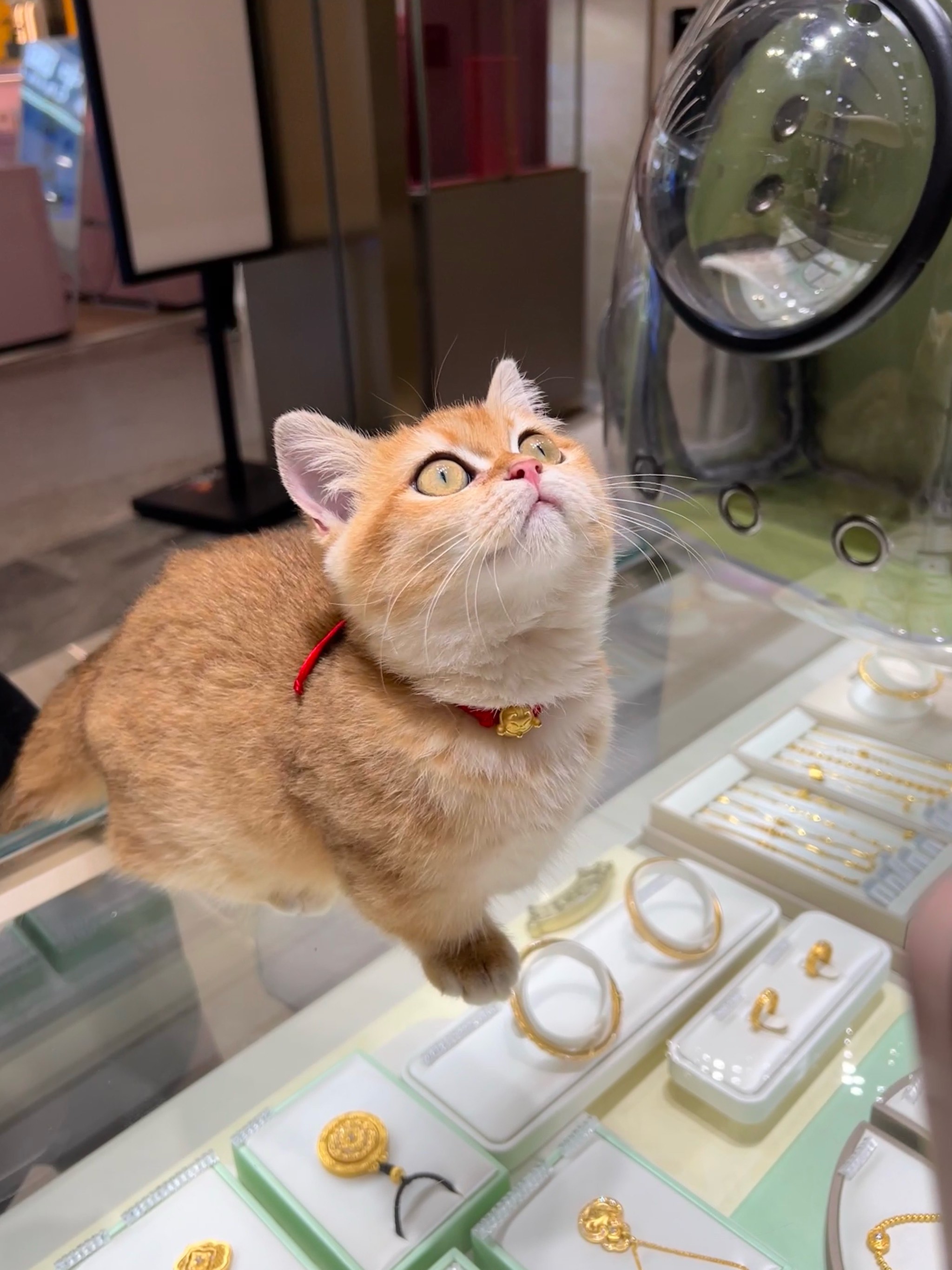 金钱猫光猫图片