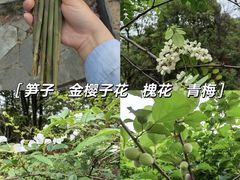 -桃花岭景区