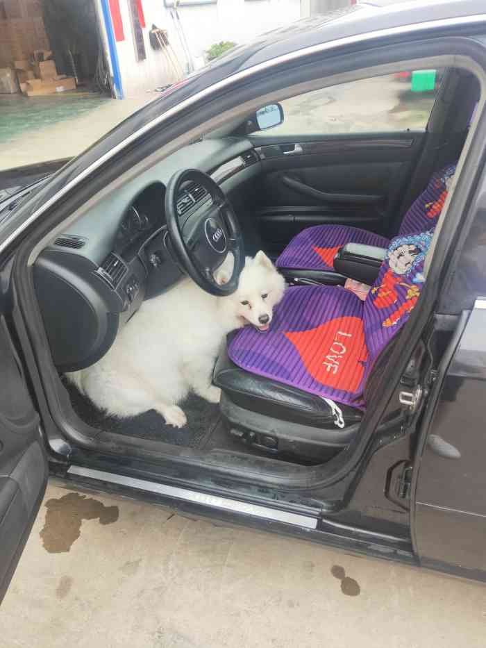 谢博士动物医院(长春繁荣路店)-"【项目】绝育 | 疾病诊断 | 疾病治疗