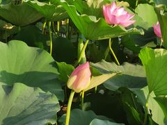 -莲花池公园