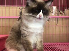 -猫咪咖啡店(新城大街店)