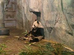 -深圳野生动物园