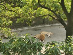 -大连森林动物园