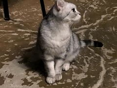 -猫猫幼稚园·撸猫·桌游·电玩