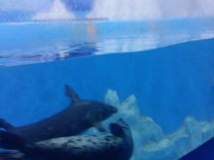 -多彩贵州城极地海洋世界