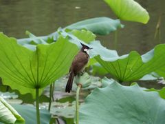 景点-荔湾湖公园