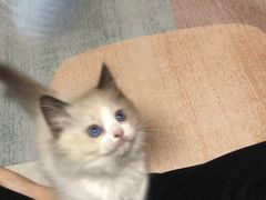 -糯米喵星人总部直营旗舰店·猫舍·幼猫出售