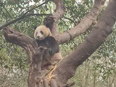 -都江堰中华大熊猫苑