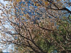 -静安公园(静安寺街道)