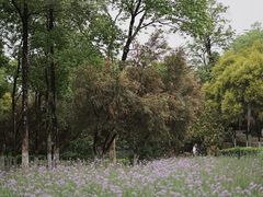 -海珠湖公园
