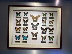 -上海昆虫博物馆