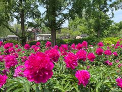 -莲花池公园