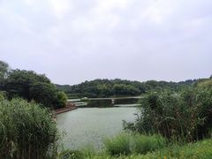 -大塘金香草谷