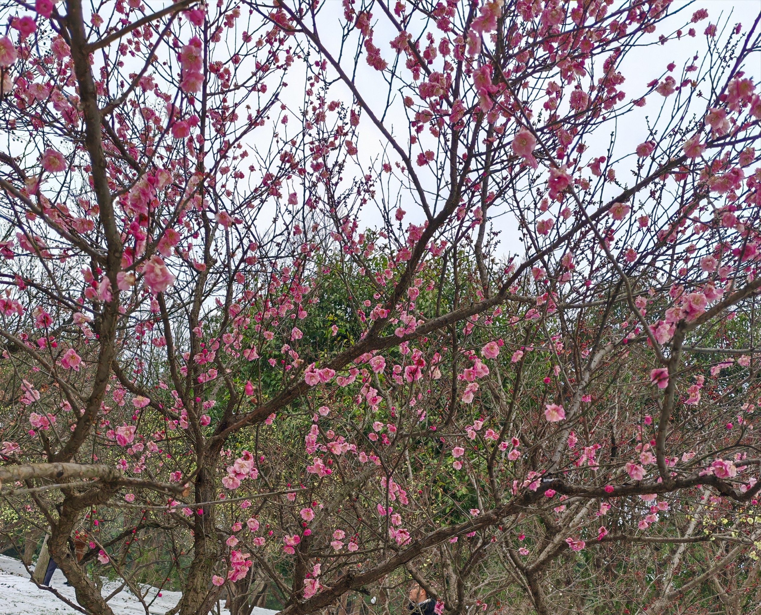 搭个雪人,赏赏梅花##0元玩转这座城 #梅花拍照 #南京超好逛地图 #赏梅