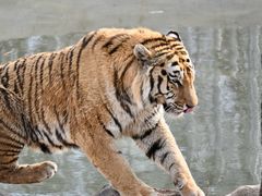 -石家庄市动物园