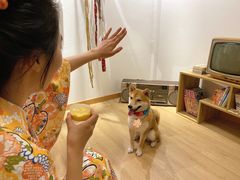 -南京Hallo宠物乐园·哈罗犬舍·柴犬繁育基地